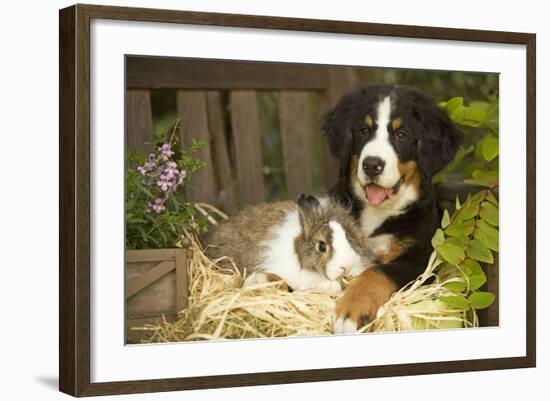 Bernese Mountain Dog Puppy Lying on Garden Bench-null-Framed Photographic Print