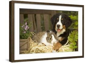 Bernese Mountain Dog Puppy Lying on Garden Bench-null-Framed Photographic Print