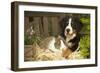 Bernese Mountain Dog Puppy Lying on Garden Bench-null-Framed Photographic Print