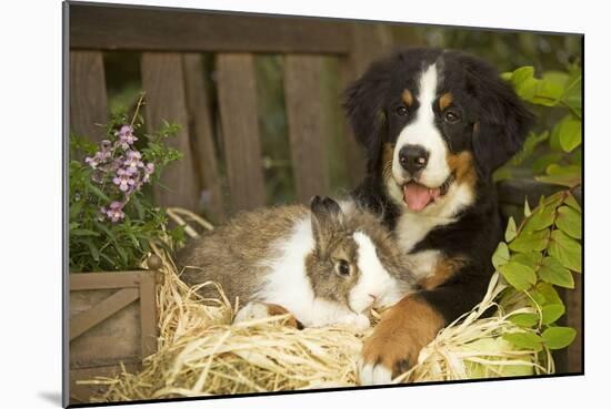 Bernese Mountain Dog Puppy Lying on Garden Bench-null-Mounted Photographic Print