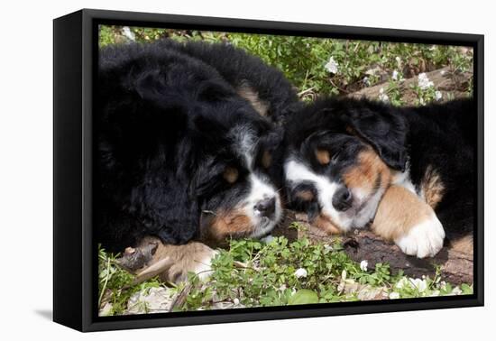 Bernese Mountain Dog Pups (Two)-Lynn M^ Stone-Framed Stretched Canvas