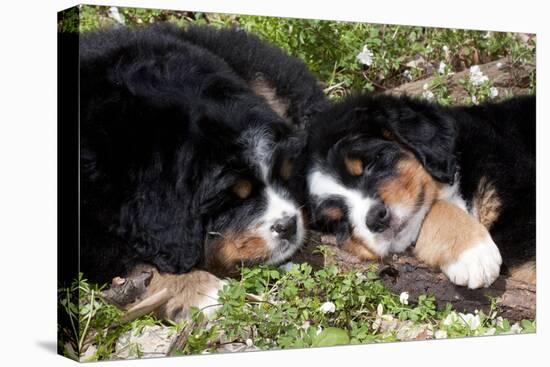 Bernese Mountain Dog Pups (Two)-Lynn M^ Stone-Stretched Canvas