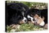 Bernese Mountain Dog Pups (Two)-Lynn M^ Stone-Stretched Canvas