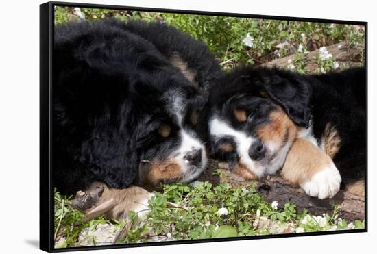 Bernese Mountain Dog Pups (Two)-Lynn M^ Stone-Framed Stretched Canvas