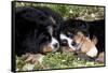 Bernese Mountain Dog Pups (Two)-Lynn M^ Stone-Framed Stretched Canvas
