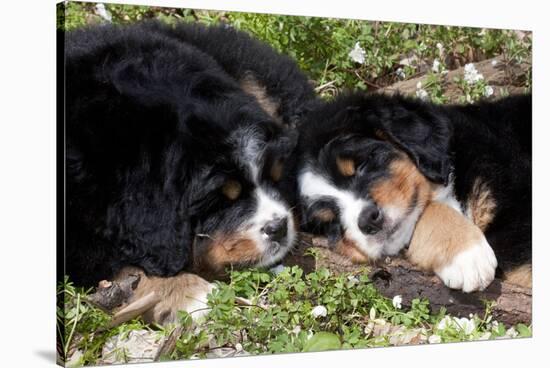Bernese Mountain Dog Pups (Two)-Lynn M^ Stone-Stretched Canvas