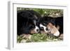 Bernese Mountain Dog Pups (Two)-Lynn M^ Stone-Framed Photographic Print