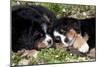 Bernese Mountain Dog Pups (Two)-Lynn M^ Stone-Mounted Photographic Print