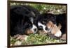 Bernese Mountain Dog Pups (Two)-Lynn M^ Stone-Framed Photographic Print