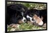 Bernese Mountain Dog Pups (Two)-Lynn M^ Stone-Framed Photographic Print