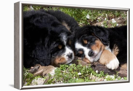 Bernese Mountain Dog Pups (Two)-Lynn M^ Stone-Framed Photographic Print