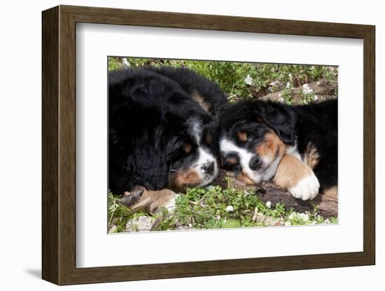 Bernese Mountain Dog Pups (Two)-Lynn M^ Stone-Framed Photographic Print