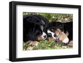 Bernese Mountain Dog Pups (Two)-Lynn M^ Stone-Framed Photographic Print