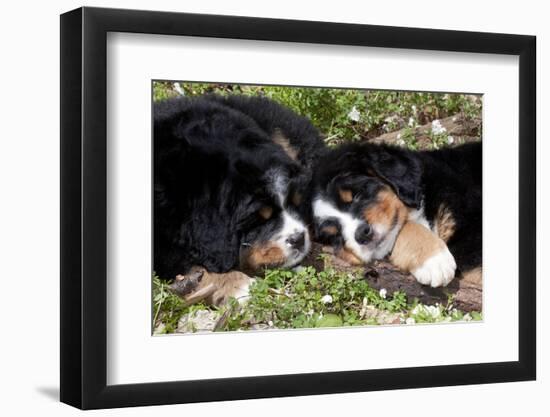 Bernese Mountain Dog Pups (Two)-Lynn M^ Stone-Framed Photographic Print