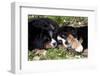 Bernese Mountain Dog Pups (Two)-Lynn M^ Stone-Framed Photographic Print