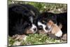 Bernese Mountain Dog Pups (Two)-Lynn M^ Stone-Mounted Photographic Print