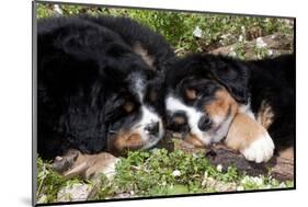 Bernese Mountain Dog Pups (Two)-Lynn M^ Stone-Mounted Photographic Print