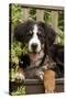 Bernese Mountain Dog Three Month of Puppy-null-Stretched Canvas