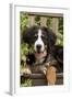 Bernese Mountain Dog Three Month of Puppy-null-Framed Photographic Print