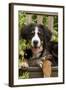 Bernese Mountain Dog Three Month of Puppy-null-Framed Photographic Print