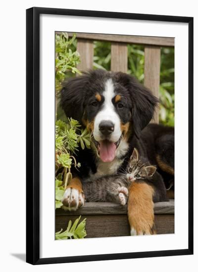 Bernese Mountain Dog Three Month of Puppy-null-Framed Photographic Print