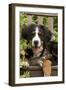 Bernese Mountain Dog Three Month of Puppy-null-Framed Photographic Print