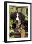 Bernese Mountain Dog Three Month of Puppy-null-Framed Photographic Print