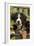 Bernese Mountain Dog Three Month of Puppy-null-Framed Photographic Print