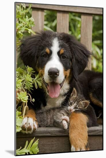 Bernese Mountain Dog Three Month of Puppy-null-Mounted Photographic Print