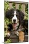 Bernese Mountain Dog Three Month of Puppy-null-Mounted Photographic Print