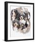 Bernese Mountain Dog with Ghost-Barbara Keith-Framed Giclee Print