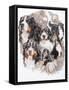 Bernese Mountain Dog with Ghost-Barbara Keith-Framed Stretched Canvas