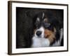 Bernese Mountain Dog-Jai Johnson-Framed Giclee Print