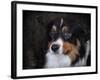 Bernese Mountain Dog-Jai Johnson-Framed Giclee Print