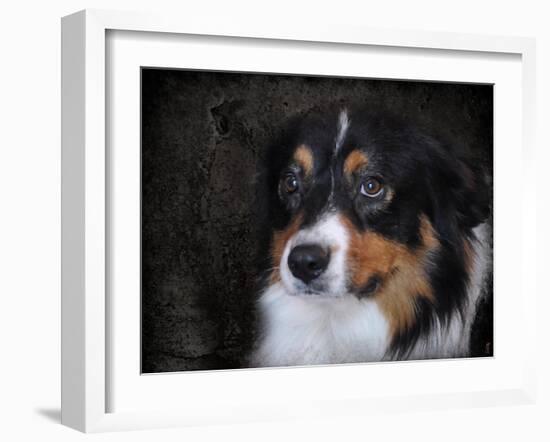 Bernese Mountain Dog-Jai Johnson-Framed Giclee Print