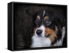 Bernese Mountain Dog-Jai Johnson-Framed Stretched Canvas