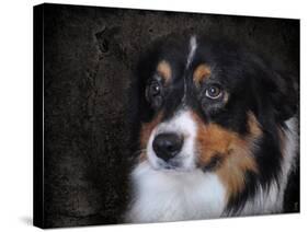 Bernese Mountain Dog-Jai Johnson-Stretched Canvas