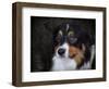 Bernese Mountain Dog-Jai Johnson-Framed Giclee Print