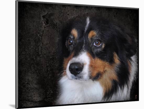 Bernese Mountain Dog-Jai Johnson-Mounted Giclee Print