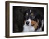 Bernese Mountain Dog-Jai Johnson-Framed Premium Giclee Print