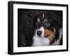 Bernese Mountain Dog-Jai Johnson-Framed Premium Giclee Print