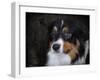 Bernese Mountain Dog-Jai Johnson-Framed Premium Giclee Print