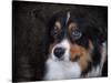 Bernese Mountain Dog-Jai Johnson-Stretched Canvas