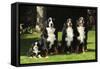 Bernese Mountain Puppy Sitting Next to Three-null-Framed Stretched Canvas