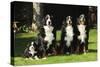 Bernese Mountain Puppy Sitting Next to Three-null-Stretched Canvas