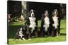 Bernese Mountain Puppy Sitting Next to Three-null-Stretched Canvas