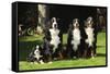 Bernese Mountain Puppy Sitting Next to Three-null-Framed Stretched Canvas