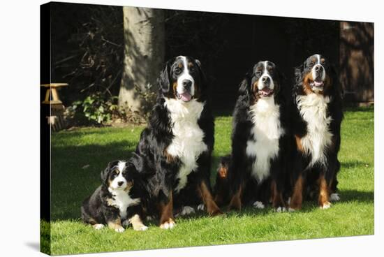 Bernese Mountain Puppy Sitting Next to Three-null-Stretched Canvas