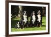 Bernese Mountain Puppy Sitting Next to Three-null-Framed Photographic Print