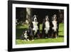 Bernese Mountain Puppy Sitting Next to Three-null-Framed Photographic Print